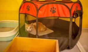 Furry Ghor, el primer hotel para mascotas en Bangladesh