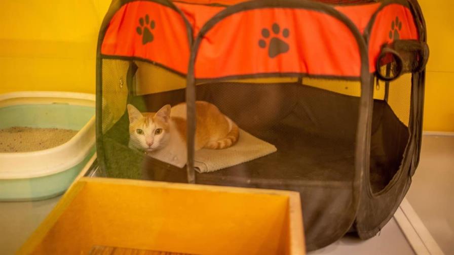 Furry Ghor, el primer hotel para mascotas en Bangladesh Furry Ghor, el primer hotel para mascotas en Bangladesh