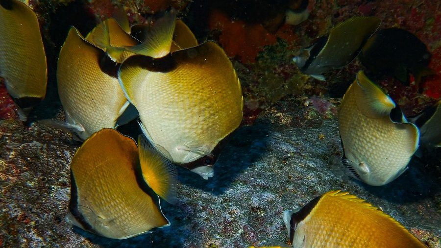 Sobrepesca amenaza el equilibrio de los ecosistemas de RD, revela estudio