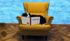 Estudio demuestra que los perros pueden distinguir entre dos idiomas