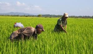 Las medidas que sugieren economistas para que RD enfrente crisis de precios