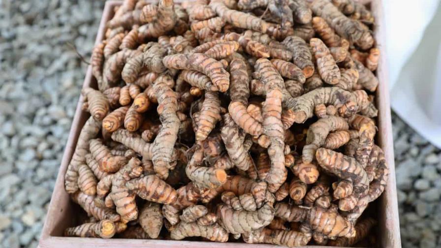 Agricultura promueve cultivo de especias y productos no tradicionales en el país Agricultura promueve cultivo de especias y productos no tradicionales en el país