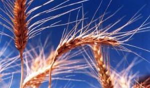 El mundo árabe teme por su trigo tras la invasión rusa de Ucrania