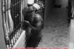 Policía anuncia arresto de hombre que robaba desnudo