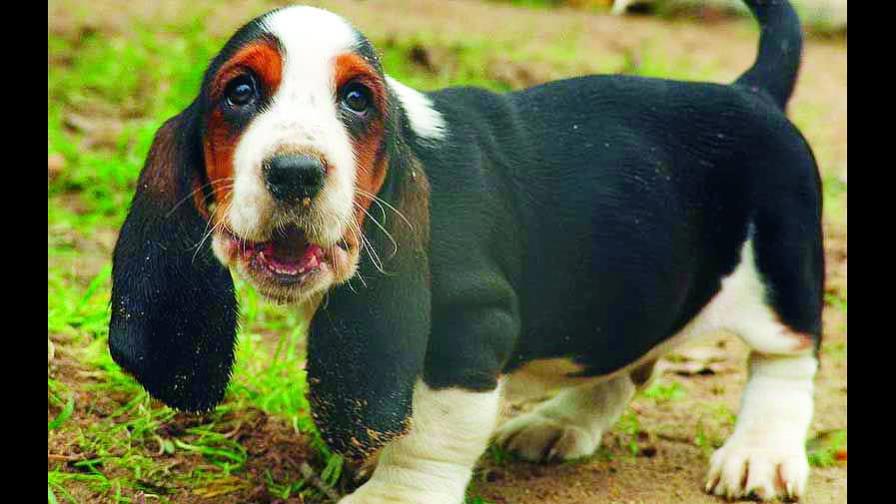 ¿Qué perro me recomienda?