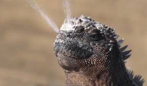 La iguana marina de Gal&aacute;pagos se encuentra en una situaci&oacute;n de conservaci&oacute;n vulnerable