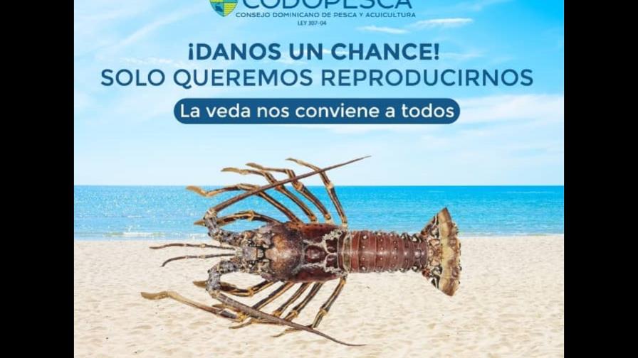 Se inicia veda de langostas en la República Dominicana