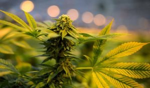 Presidente de Costa Rica da luz verde a marihuana medicinal