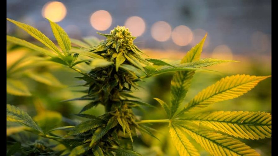 Presidente de Costa Rica da luz verde a marihuana medicinal Presidente de Costa Rica da luz verde a marihuana medicinal