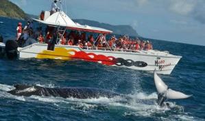 Las ballenas jorobadas, un atractivo que seguir&aacute; hasta mediados de abril