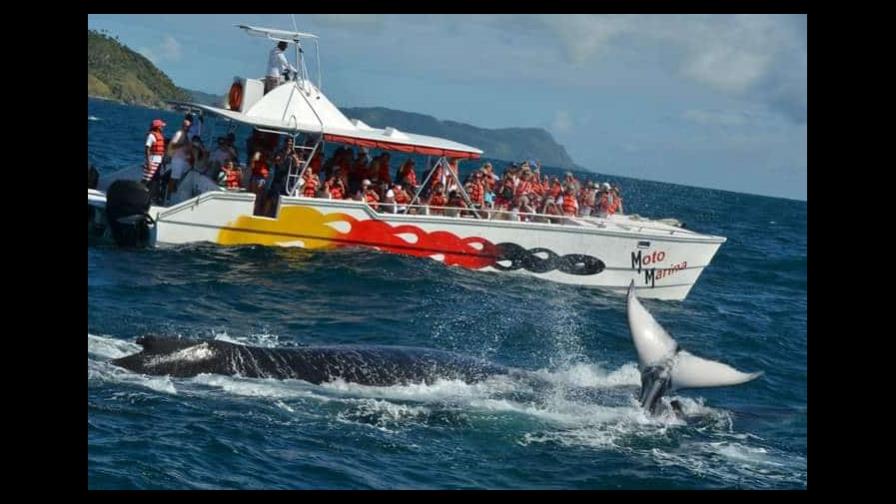 Las ballenas jorobadas, un atractivo que seguirá hasta mediados de abril