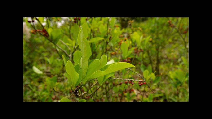 Honduras decomisa 345,000 plantas de coca y cuatro laboratorios en tres días