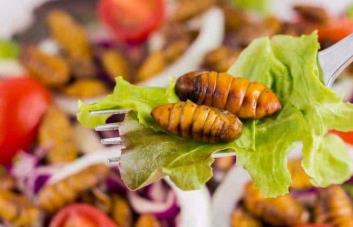 FAO valora insectos y medusas para garantizar la seguridad alimentaria global