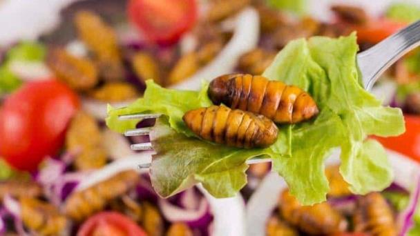 FAO valora insectos y medusas para garantizar la seguridad alimentaria global