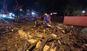 Árbol gigante cae en avenida Lope de Vega