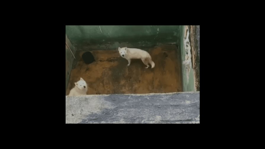 Denuncian supuesto maltrato animal en el ensanche Espaillat Denuncian supuesto maltrato animal en el ensanche Espaillat