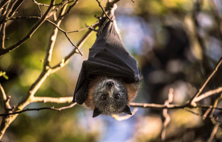 Redescubren una especie de murciélago perdida desde hace 40 años