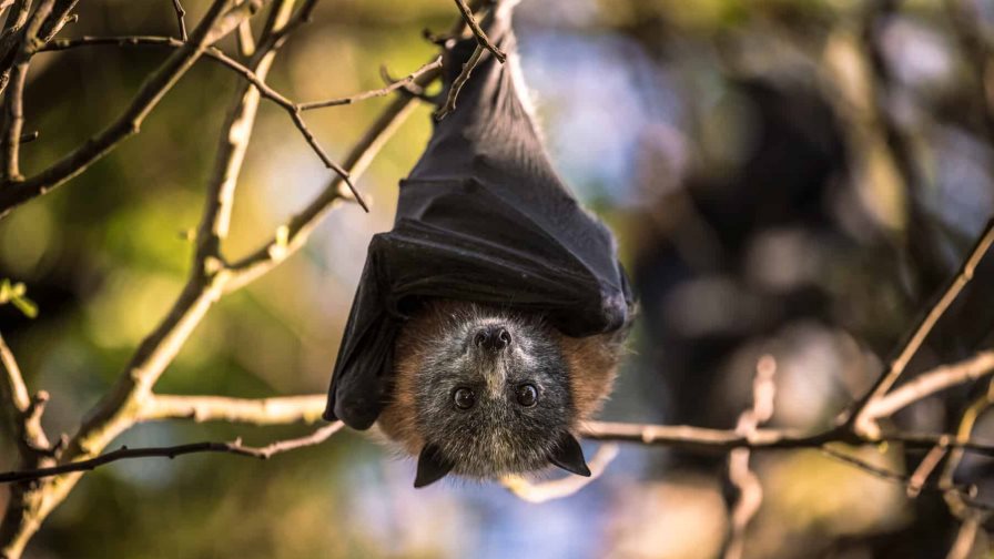 Redescubren una especie de murciélago perdida desde hace 40 años