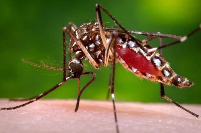 Casos actuales de dengue no exceden cantidad para considerarse un brote