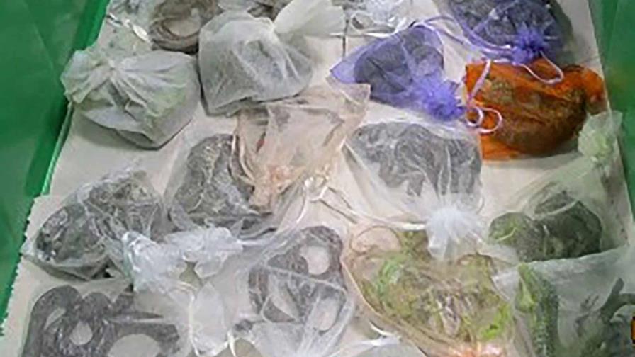 Detienen en EEUU a hombre con 43 lagartos y serpientes en su vestimenta