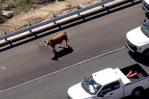 Una vaca fugitiva detiene el tráfico en autopista de California