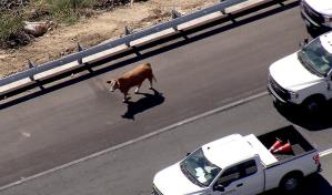 Una vaca fugitiva detiene el tr&aacute;fico en autopista de California