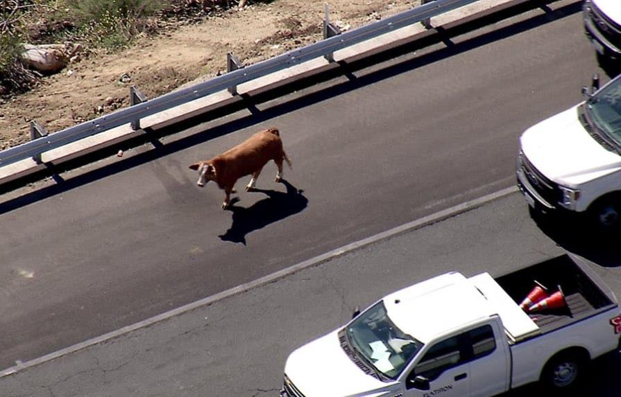 Una vaca fugitiva detiene el tráfico en autopista de California