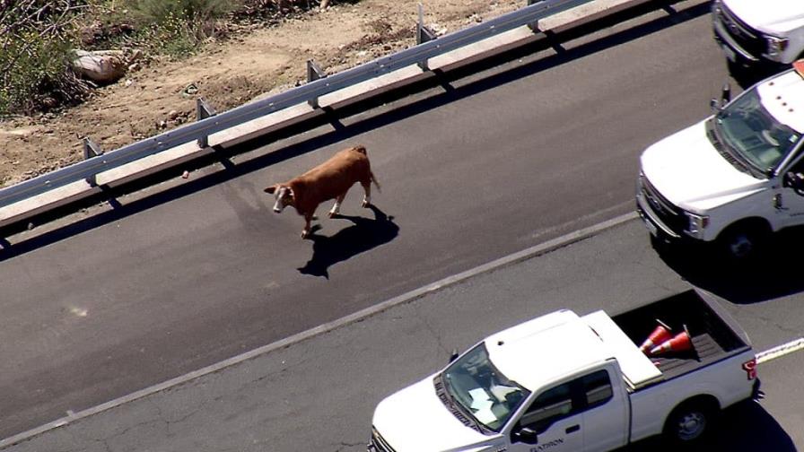 Una vaca fugitiva detiene el tráfico en autopista de California