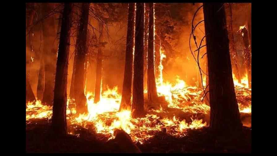 Advierten incendios  forestales en Sudamérica provocan emisiones récord