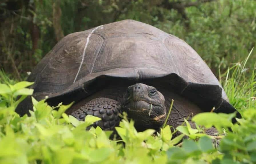 Identifican a tortuga gigante de Galápagos con otra extinta hace un siglo
