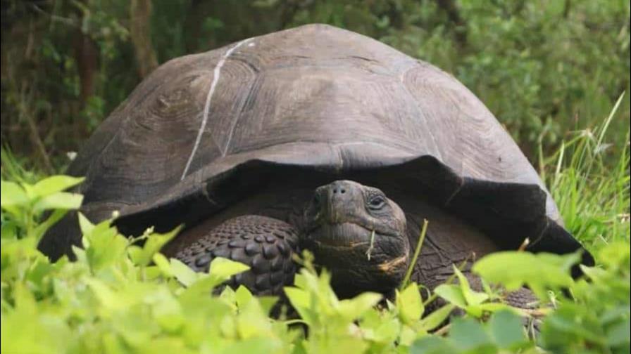 Identifican a tortuga gigante de Galápagos con otra extinta hace un siglo