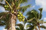 Por qué un “instituto del coco” en República Dominicana Por qué un “instituto del coco” en República Dominicana