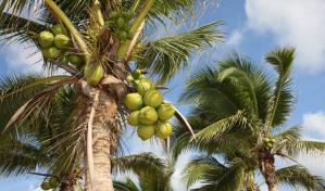 Por qu&eacute; un "instituto del coco" en Rep&uacute;blica Dominicana