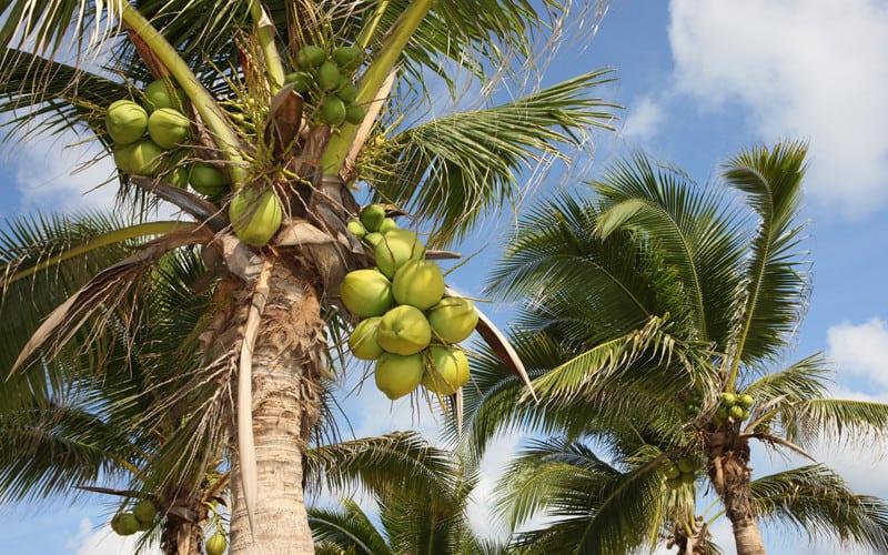 Por qué un “instituto del coco” en República Dominicana