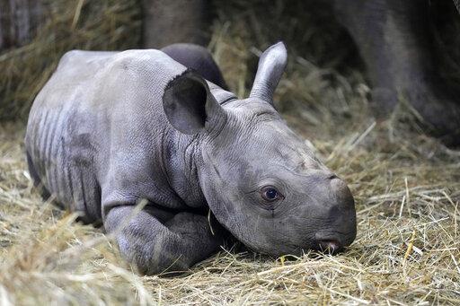 Zoo de República Checa nombra Kiev a bebé rinoceronte