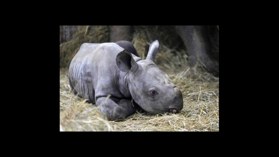 Zoo de República Checa nombra Kiev a bebé rinoceronte