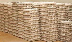 Avicultores advierten eliminar aranceles pone en riesgo la producción nacional