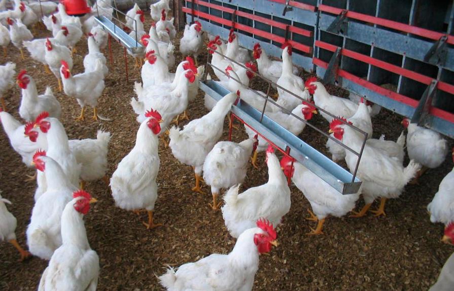 Condenan a un año de prisión a hombre en Paraguay por abusar de una gallina