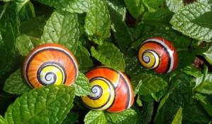 Cuba celebra la elección de su caracol pintado como molusco del año 2022