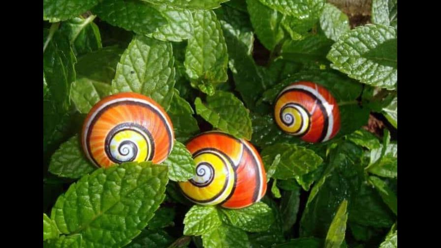 Cuba celebra la elección de su caracol pintado como molusco del año 2022