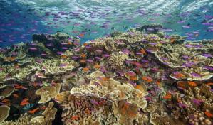 La Gran Barrera de Coral sufre blanqueamiento generalizado