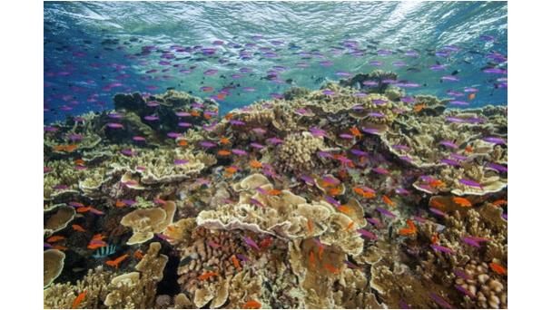 La Gran Barrera de Coral sufre blanqueamiento generalizado