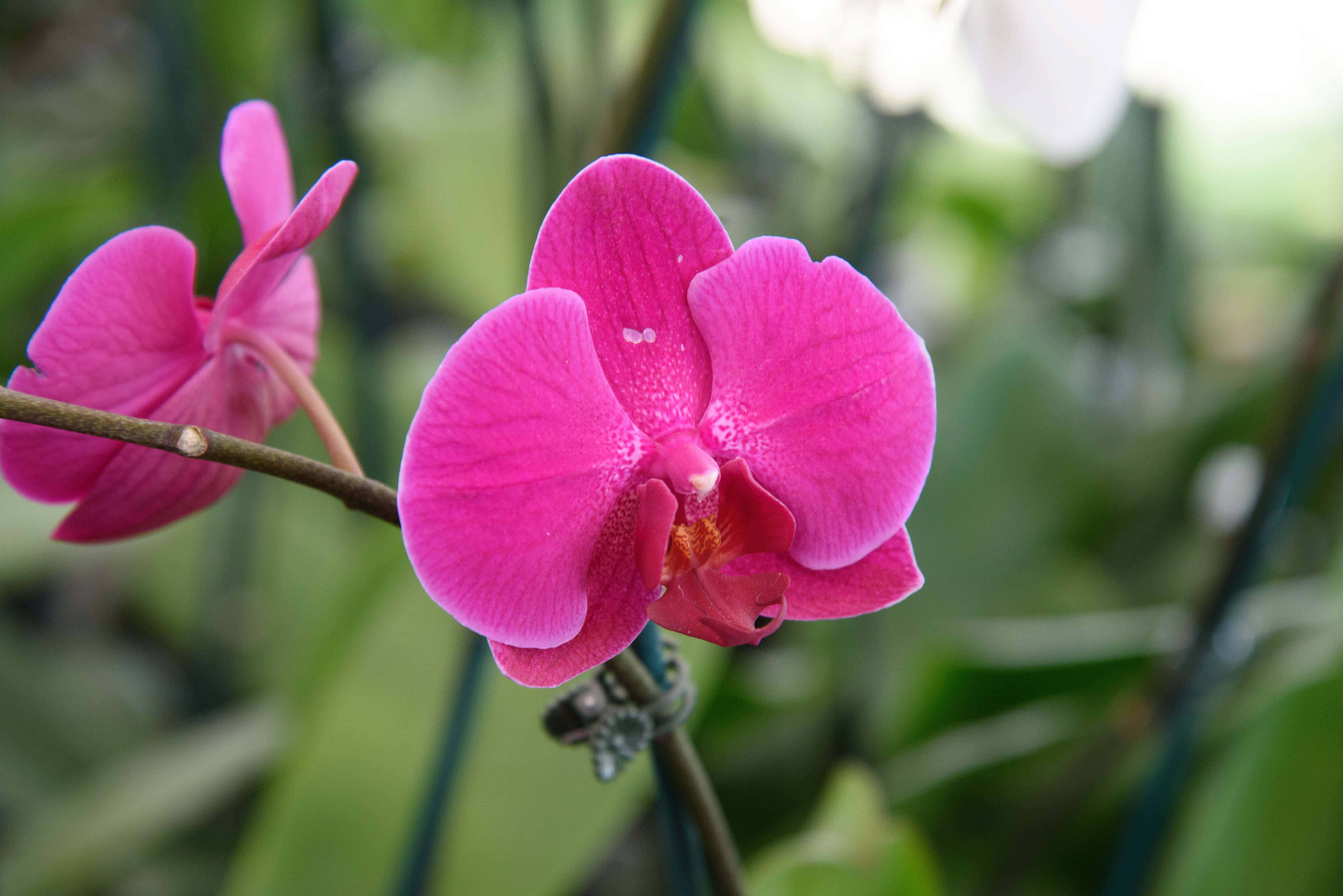 Jardín Botánico tiene exposición de orquídeas - Diario Libre