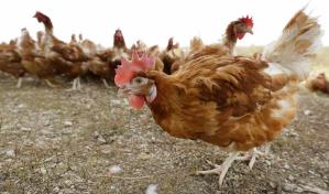 Gripe aviar obligará a sacrificar millones de aves en Iowa