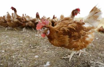 Sacrifican a tres millones de gallinas por brote de gripe aviar en Ohio