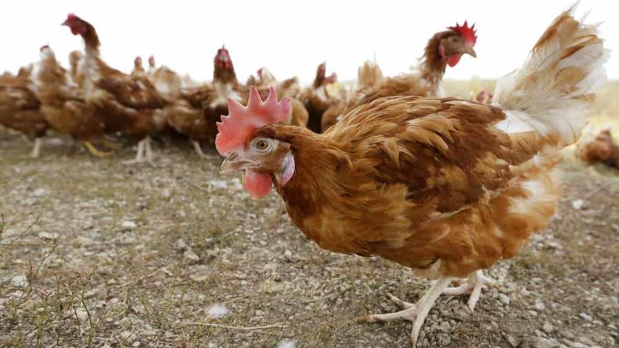 Sacrifican a tres millones de gallinas por brote de gripe aviar en Ohio