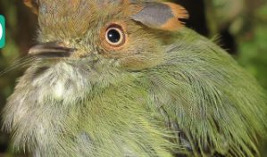 Registran 501 especies de aves en cordillera de provincia ecuatoriana