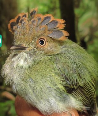 Registran 501 especies de aves en cordillera de provincia ecuatoriana