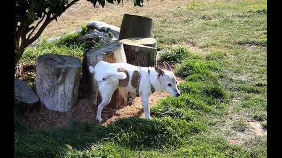 ¿Qué hacer para que mi perro orine en un solo sitio?