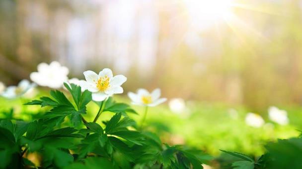 Ya comenzó la primavera